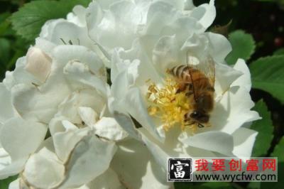 蔷薇花什么时候种植