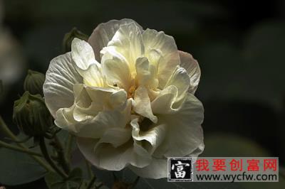 芙蓉花会结果吗