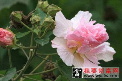 芙蓉花是哪里的市花