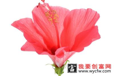 芙蓉花骨朵很多怎么施肥