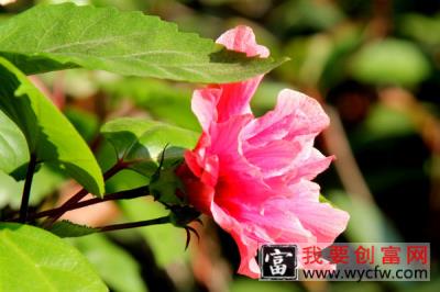 芙蓉花夏天几天一浇水