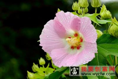 芙蓉花是海棠花吗