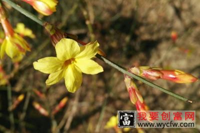 迎春花根会不会发芽