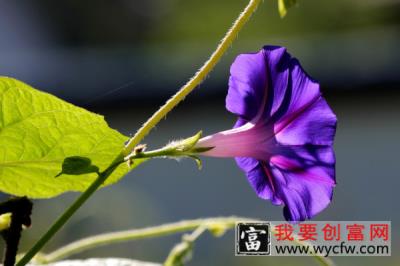 牵牛花怎么养家庭养法