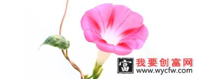 牵牛花怎么养家庭养法