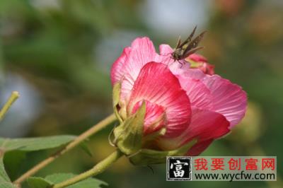 芙蓉花是怎么繁殖的