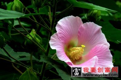 芙蓉花如何做成干花