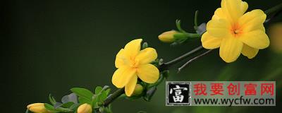 迎春花枝条干枯什么病