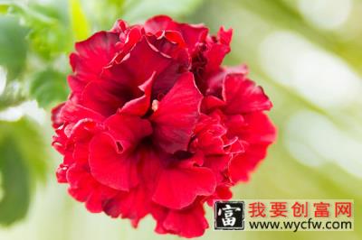 芙蓉花小苗怎么养护