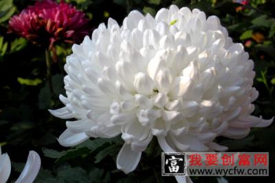 菊花水养怎么保鲜