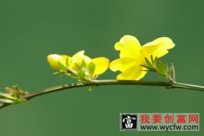 迎春花根怎么养殖方法