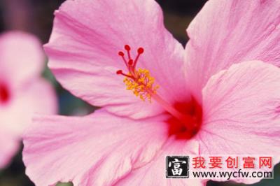 芙蓉花叶子干吧怎么回事