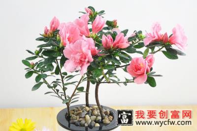 杜鹃花放哪里好