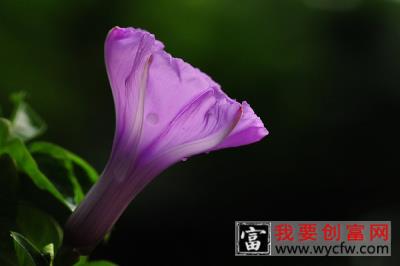 牵牛花夏天多久浇一次水