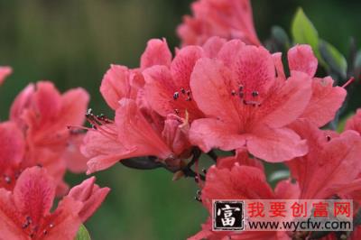 杜鹃花夏季可以换盆吗