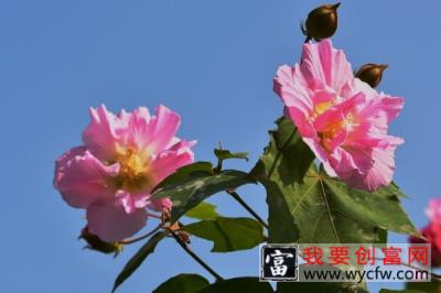 芙蓉花根部能泡水生根吗