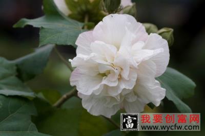 芙蓉花换盆后叶子为什么会蔫