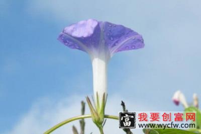 牵牛花移栽多久可以缓苗