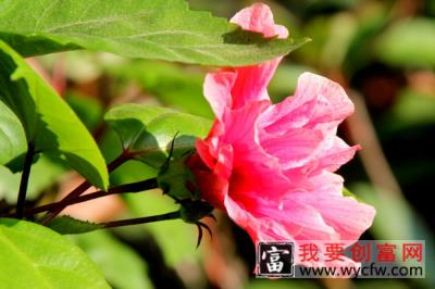 芙蓉花夏季可以水培吗