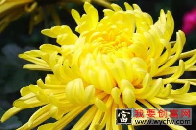 家里养什么颜色菊花好