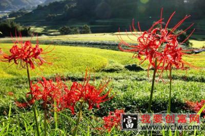 夏天可以给彼岸花换盆吗