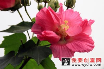 芙蓉花冬天需要剪枝吗