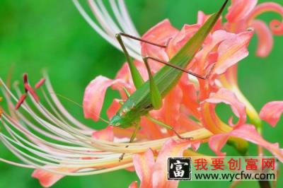 彼岸花夏天会开花吗