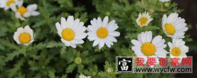 菊花能否种在地里