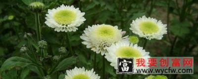 菊花花蕾期可以施肥吗