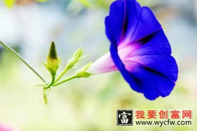 牵牛花施肥什么肥料好