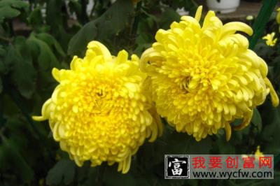 菊花夏天徒长怎么修剪