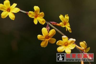 迎春花与一般的花不同在哪呢