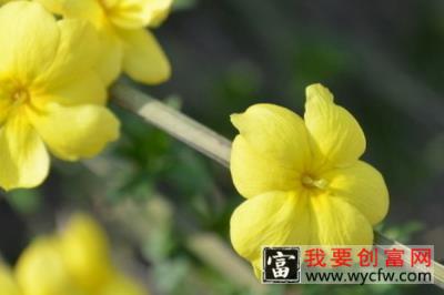 迎春花盆栽冬天怎么养怕冻吗