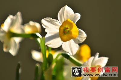 水仙花叶子都倒了怎么回事