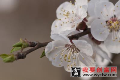 樱花种植株距要多少