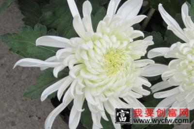 盆栽菊花怎么浇水