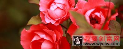 月季花冬天怎么过冬