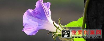 牵牛花夏天可以播种吗