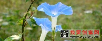 牵牛花根部枯萎变黄