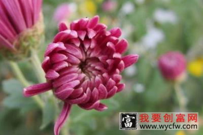 菊花又叫什么