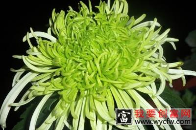 菊花长虫子怎么办