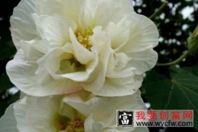 芙蓉花水栽可以么