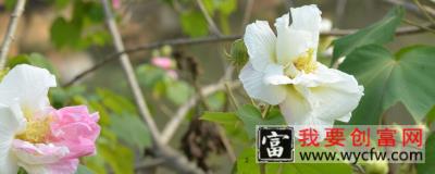 芙蓉花叶子长斑是怎么回事