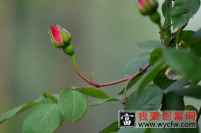 月季花为什么一年四季都可以开花