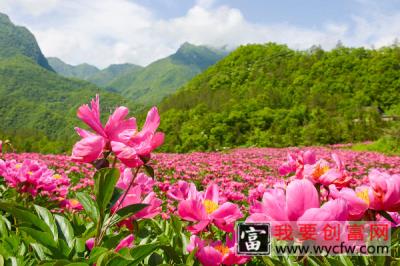 芍药花夏季开花吗