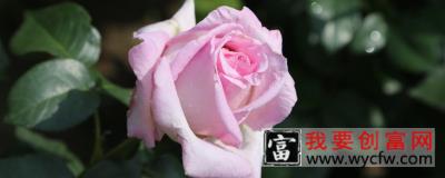 月季花夏季施什么肥好