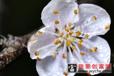 桃花树能活多少年