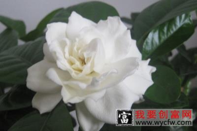 栀子花什么时候花芽分化