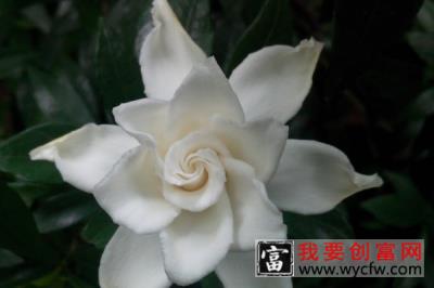 栀子花什么时候花芽分化