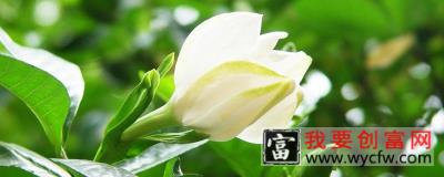 栀子花什么时候花芽分化